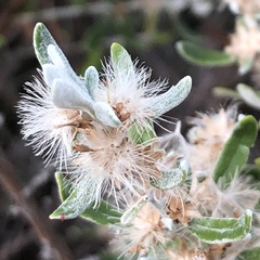 Olearia axillaris
