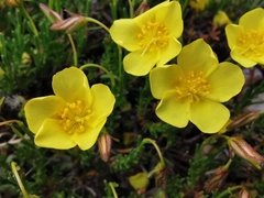 Fumana lacidulemiensis