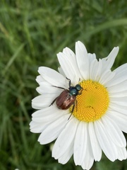 Phyllopertha horticola