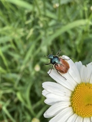 Phyllopertha horticola
