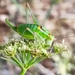 Turkish Bright Bush-Cricket - Photo (c) Marcel Hospers, some rights reserved (CC BY-NC), uploaded by Marcel Hospers