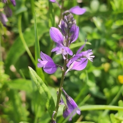 Polygala alpestris