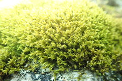 Racomitrium sudeticum