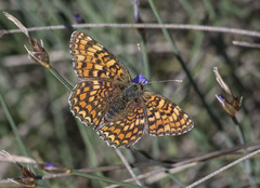 Melitaea pseudornata