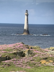 Armeria maritima maritima