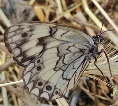 Melanargia larissa
