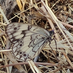 Melanargia larissa