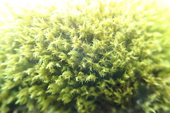 Racomitrium sudeticum