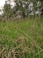 Carex hostiana