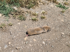 Nannospalax leucodon