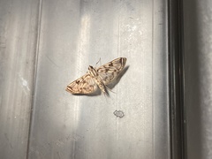 Rhimphalea