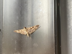 Rhimphalea