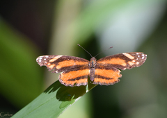 Castilia eranites