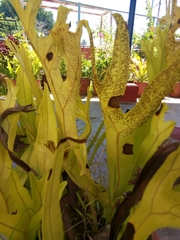 Microsorum punctatum