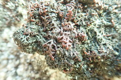 Frullania californica