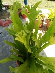 Microsorum punctatum