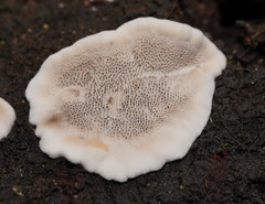 Datronia brunneoleuca