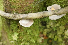 Conchomyces bursiformis