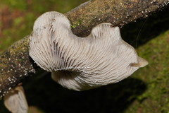 Conchomyces bursiformis