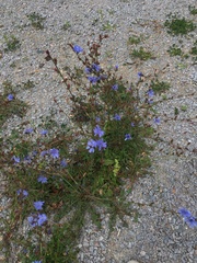 Cichorium pumilum