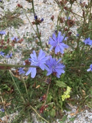 Cichorium pumilum