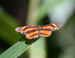 Castilia eranites