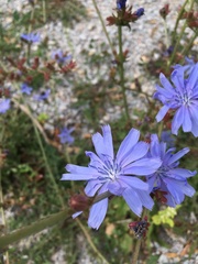 Cichorium pumilum