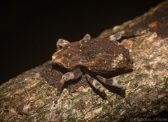 Poropterus bisignatus