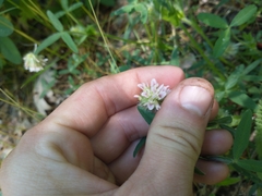Trifolium eriocephalum