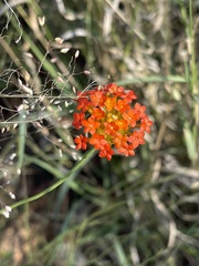 Lasiosiphon rubescens