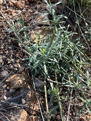 Lasiosiphon rubescens