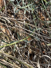 Lasiosiphon rubescens