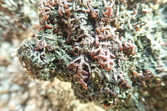 Frullania californica