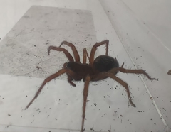 Lycosoides coarctata