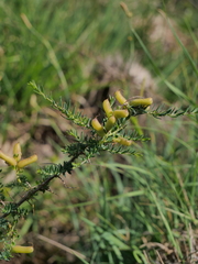 Genista anglica