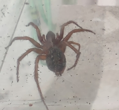 Lycosoides coarctata