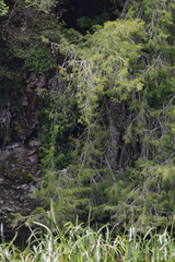 Lagarostrobos franklinii