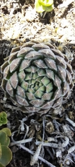 Sempervivum pumilum