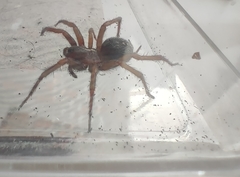 Lycosoides coarctata