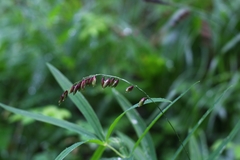Melica nutans