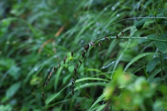 Melica nutans