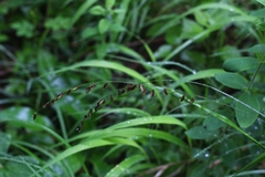 Melica nutans