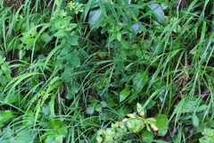 Melica nutans
