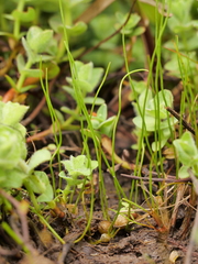 Pilularia globulifera