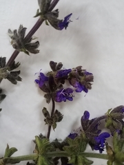 Salvia dumetorum