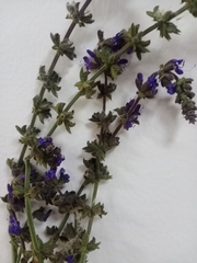 Salvia dumetorum