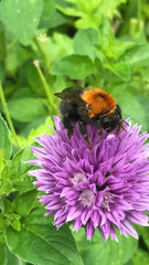 Bombus hypnorum