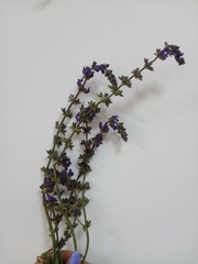 Salvia dumetorum