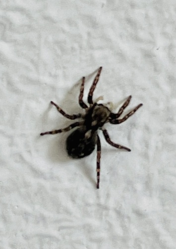 House Jumping Spider, Leyweg, The Hague, South Holland, NL, photo 9 of 10