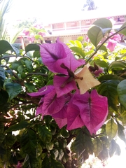 Bougainvillea